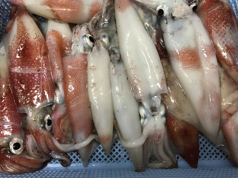 新鮮な状態で持って帰る
