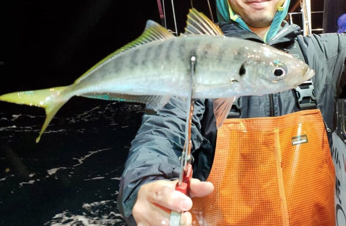 大アジや太刀魚に！