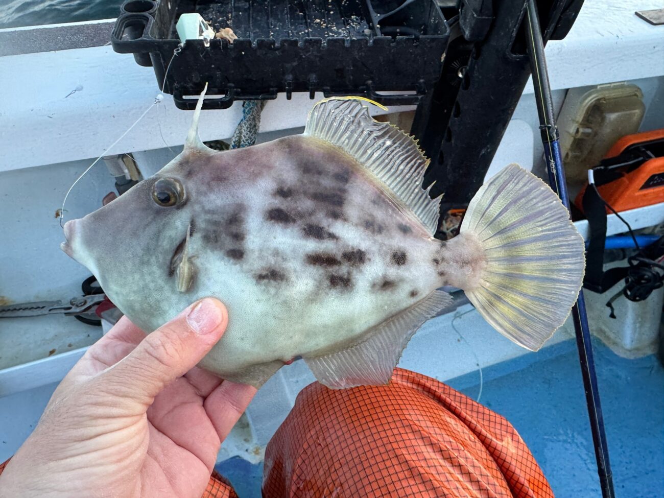 カワハギ釣り