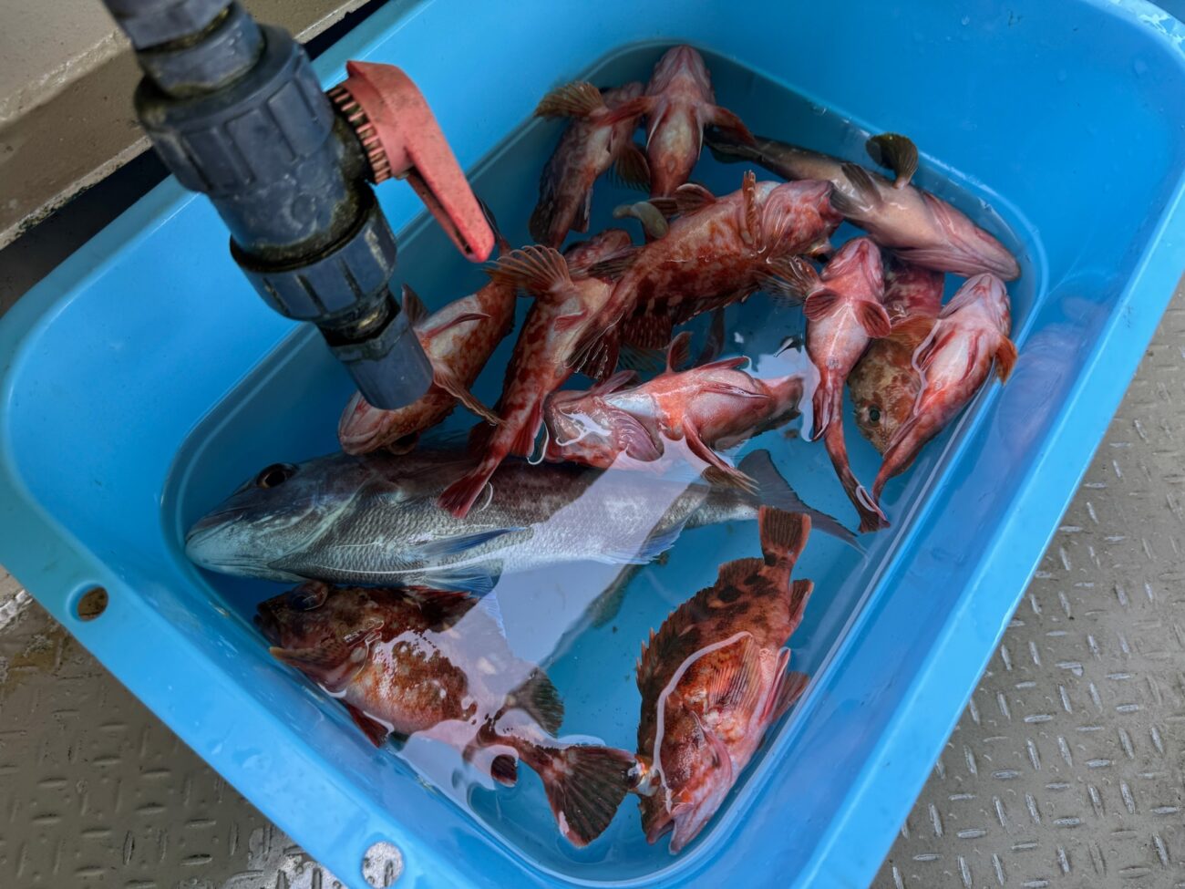 どんどんガシラが増える