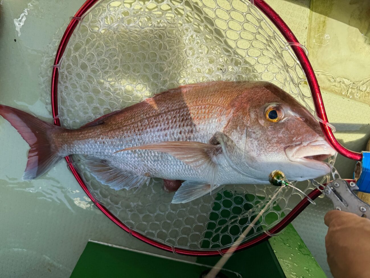 良型釣ったのはグリーンゴールド