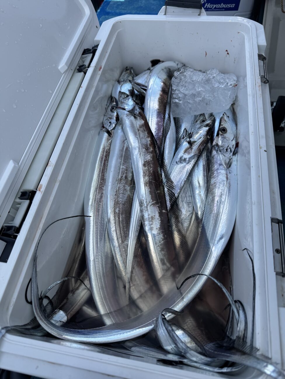 特大サイズの太刀魚は釣れなかったけど、基本的なサイズは良い方だったと思います。
