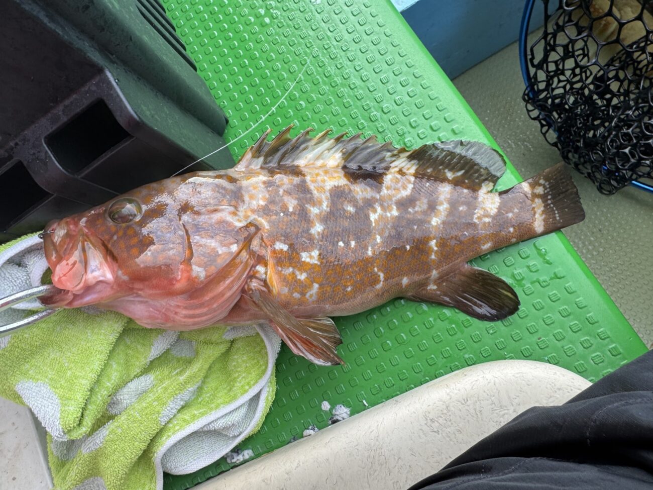 一つテンヤでアコウ（キジハタ）