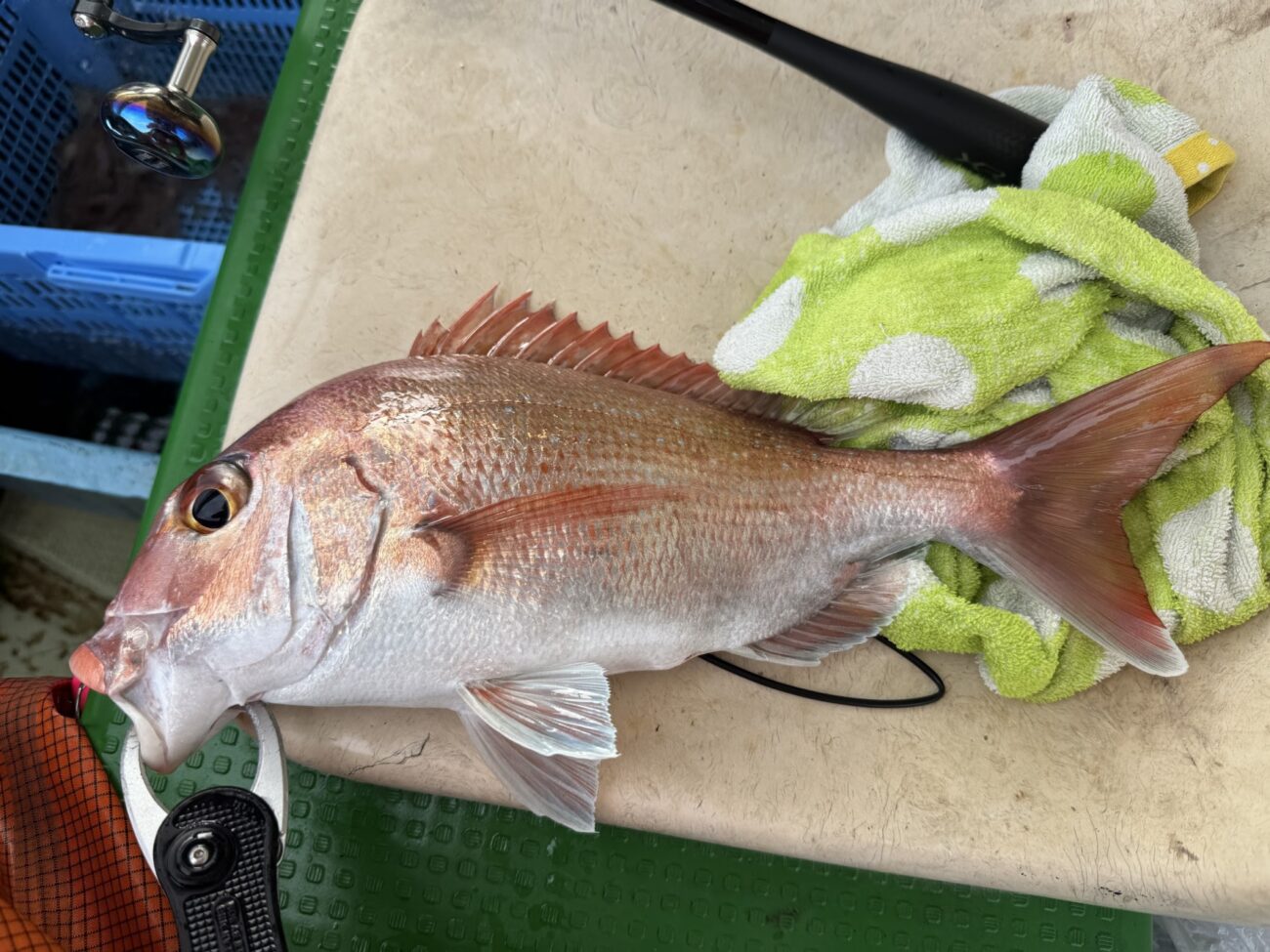 もちろん本命の鯛も大漁です