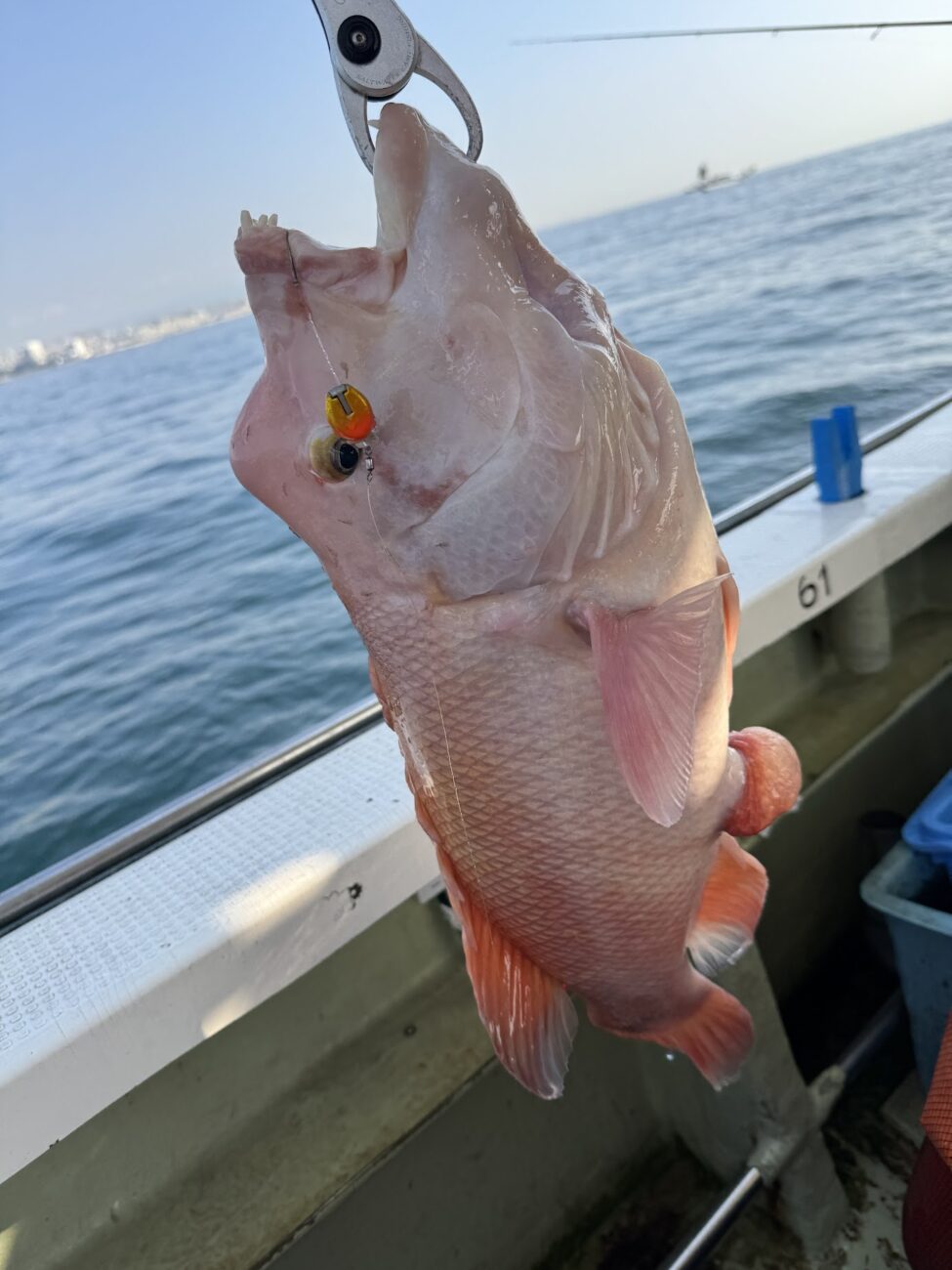 まぁまぁでかいコブダイ