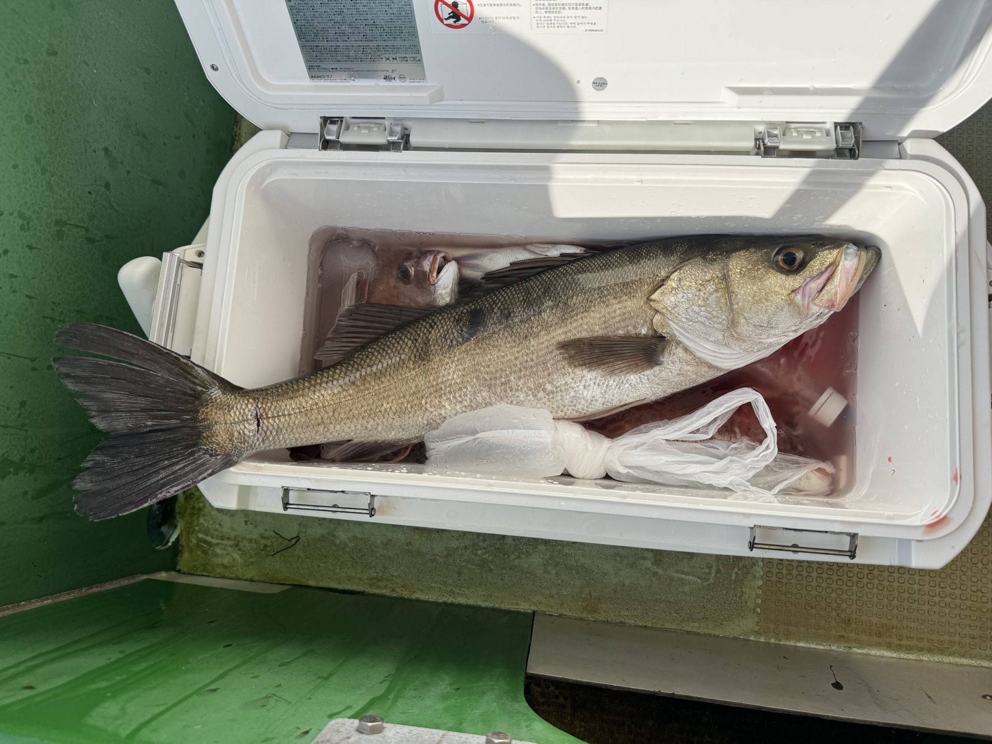 明石の鱸（シーバス）