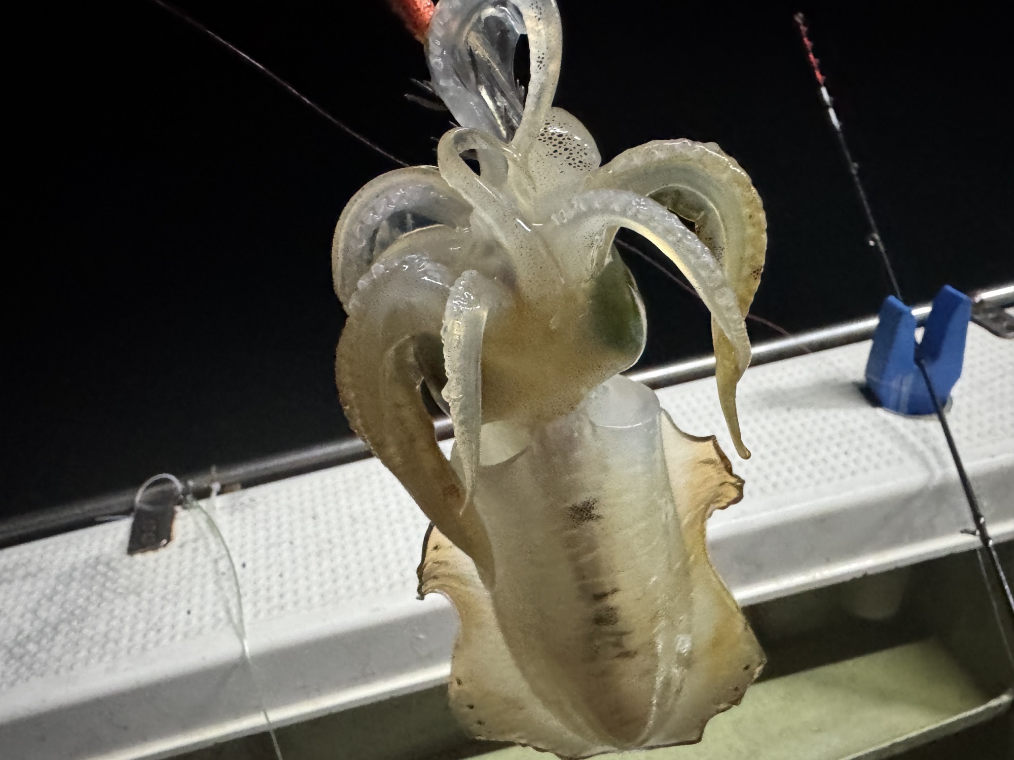 明石の船アオリイカ釣り